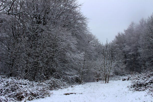 冬天的林地，白雪覆盖的树木和地面图片下载