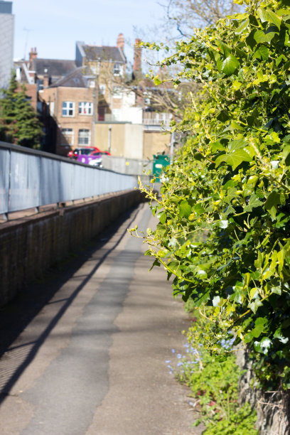 英格兰七橡树区的韦伯巷图片下载