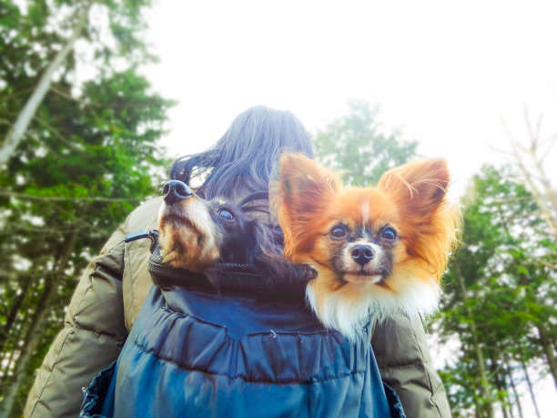 亚洲女人和狗在户外图片下载