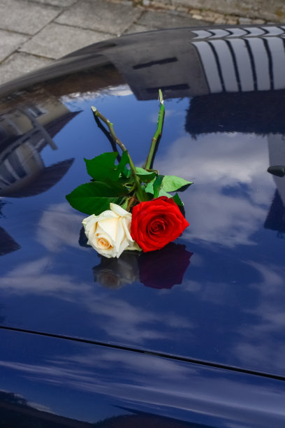 白玫瑰和红玫瑰，花束图片下载