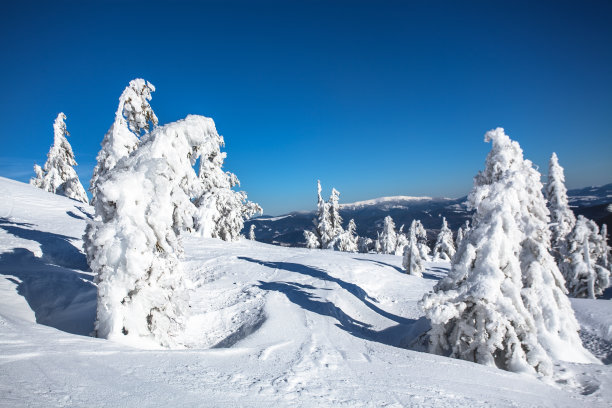 一棵圣诞树在雪地里的冬季景观。白雪公主的美丽图片下载