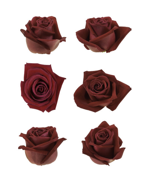 不同视角下的红玫瑰在白色背景上与裁剪路径隔离图片下载