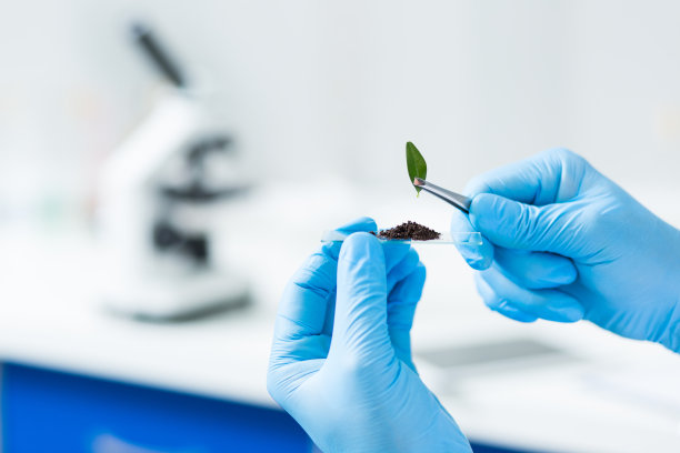 叶子的选择性焦点图片下载