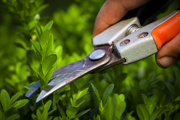 用园丁修剪花园，去掉不必要的树枝图片下载