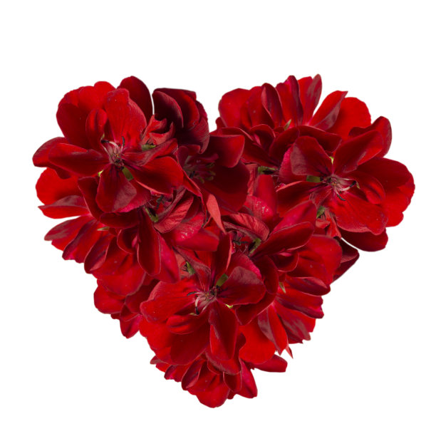 情人节贺卡，心中的鲜花。图片下载