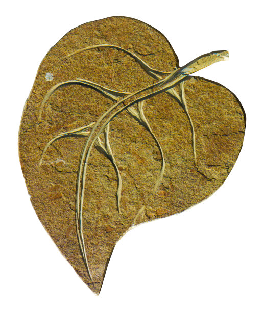 树叶从石头上切割出来孤立在白色素材图片