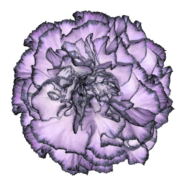 淡紫蓝色康乃馨花与黑色镶边水彩风格在一个孤立的白色背景。特写镜头。用于设计，纹理，背景，包装，明信片，墙纸，模板。大自然。图片下载