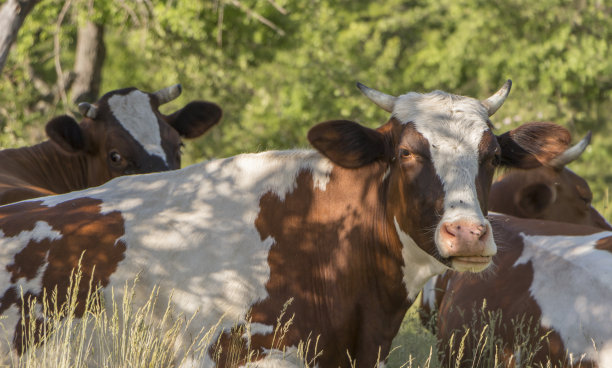 在一个晴朗的夏日，一头牛在绿色的草地上吃草图片下载