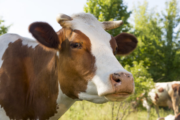 在一个晴朗的夏日，一头牛在绿色的草地上吃草素材图片