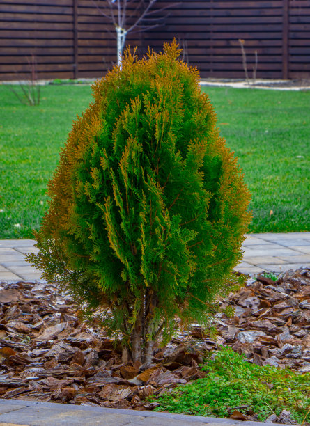 西花柏球特写。图片下载