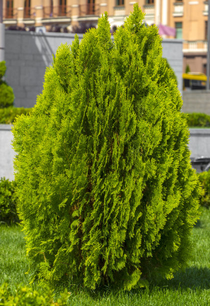 西花柏球特写。图片下载