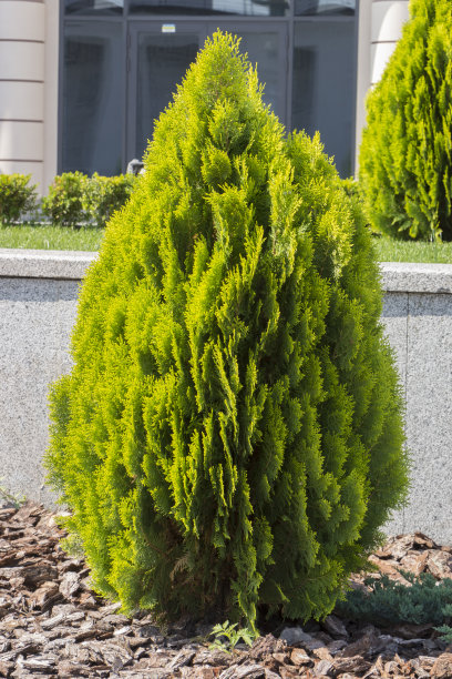 西花柏球特写。图片下载