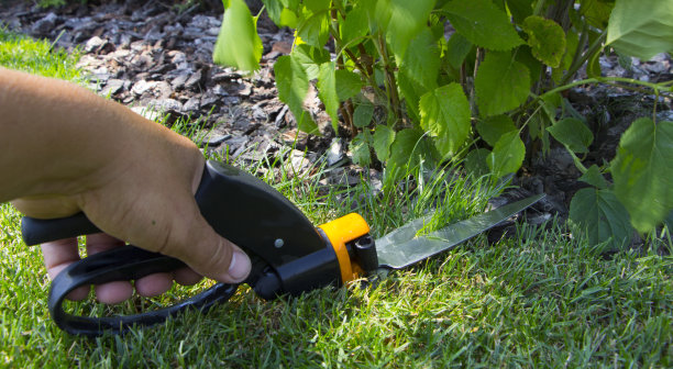修剪草坪的剪刀，衬着鲜绿的草坪图片下载