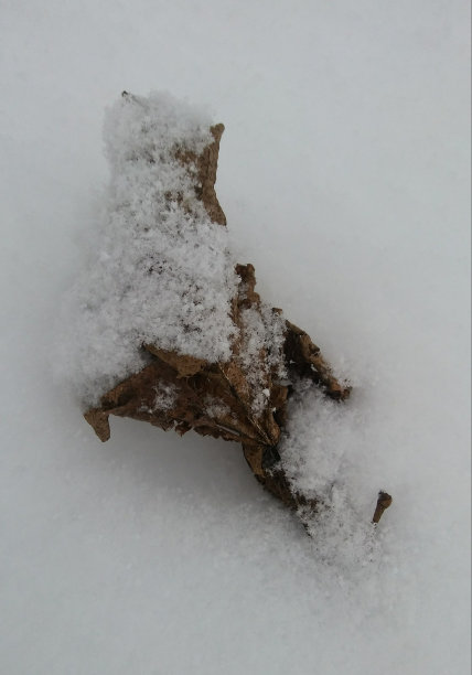 12月的暴风雪图片下载