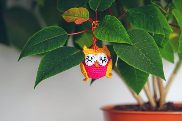 可爱的粉红色和黄色手工编织的猫头鹰挂在室内一品红的一枝花上图片下载