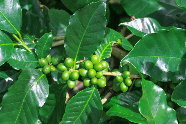 生长在绿叶树上的绿咖啡豆图片下载