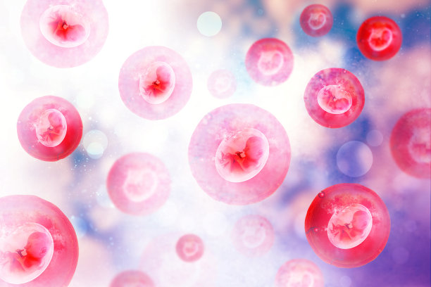 人类胎儿图片下载