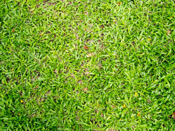 绿草的背景图片下载