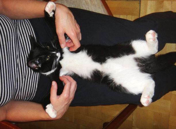 黑猫和白猫正躺在女人的膝盖上。图片下载