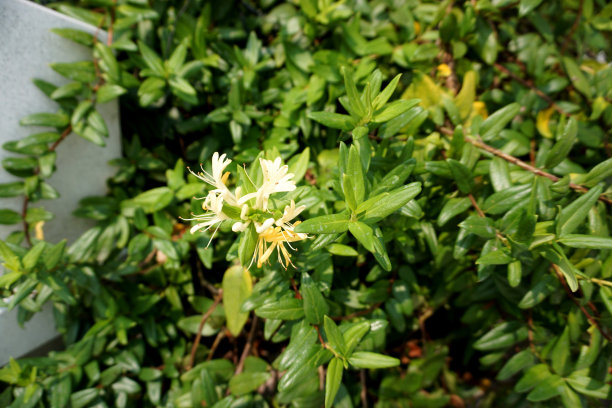 金银花植物，花和叶生长在花园里图片下载
