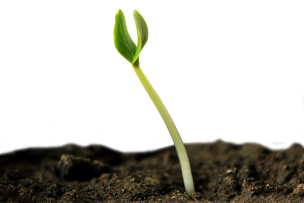 绿色的萌芽。图片下载