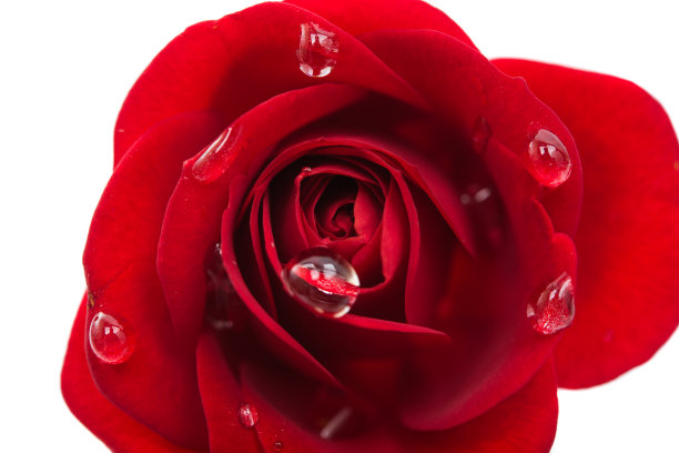 红玫瑰滴孤立图片下载