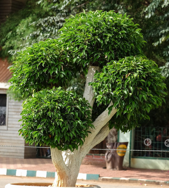 小盆景树图片下载