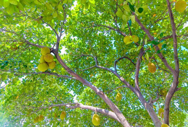 树上有菠萝蜜图片下载