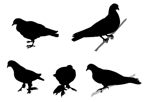 鸽子轮廓集图片下载