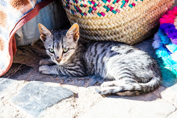 生活在Chefchaouen的猫图片下载