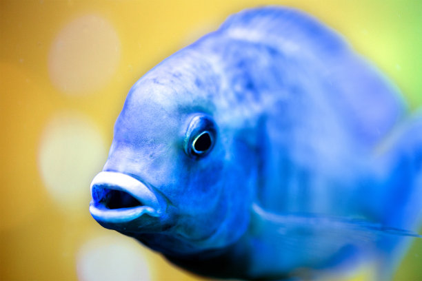 马拉维丽鱼科鱼。石斑鱼属的鱼图片下载