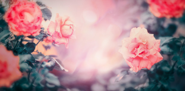 美丽的玫瑰自然背景在花园或公园图片下载