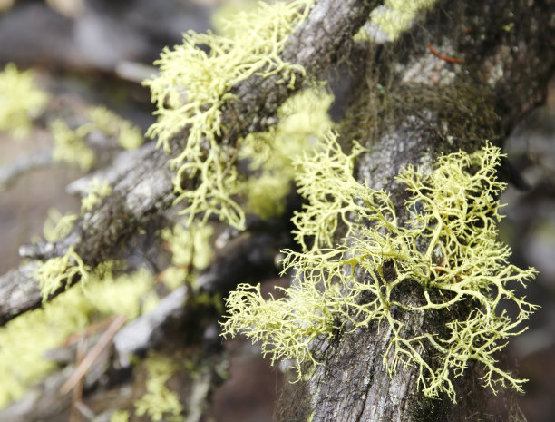 树苔(Usnea sp.)图片下载