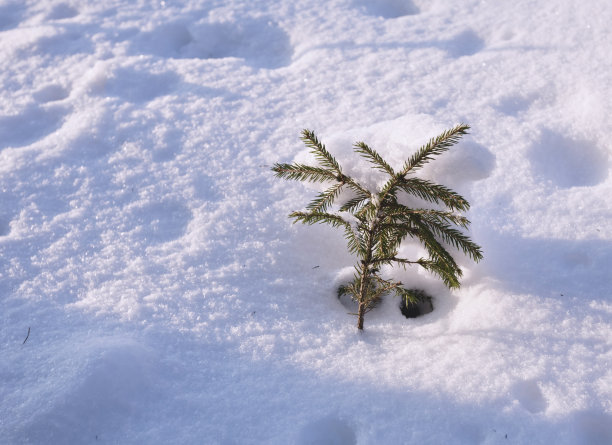 雪里的小枞树图片下载