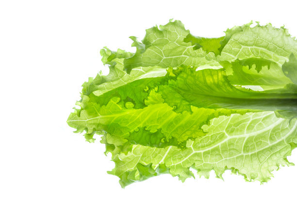 鲜莴苣，白色背景上孤立的一片叶子。特写镜头图片下载