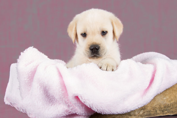可爱的拉布拉多幼犬在放着粉色毛巾的盒子里准备睡觉素材图片