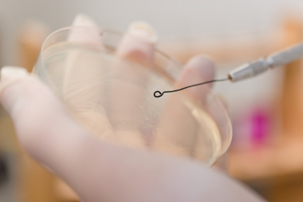 一名学生在遗传学实验室采集细菌样本的特写照片图片下载