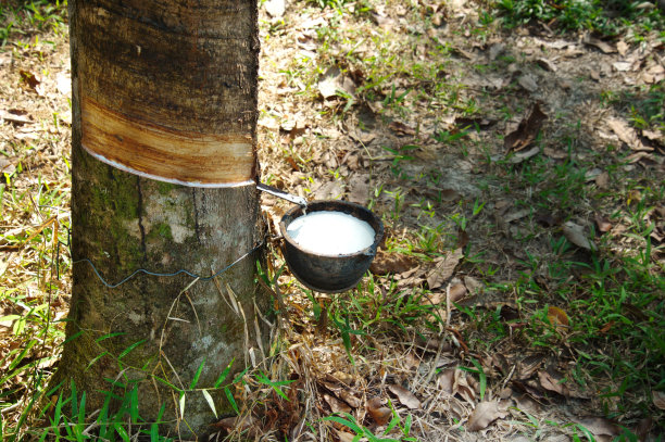 杯状白色液体牛奶由橡胶树植物为背景的农业原料图片下载