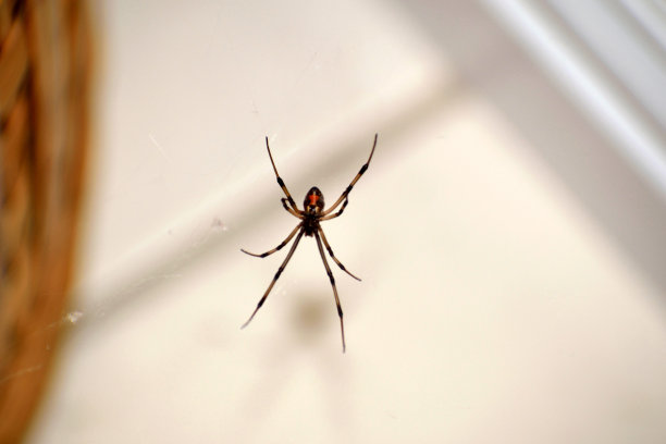 蛛网上的棕色寡妇蜘蛛图片下载