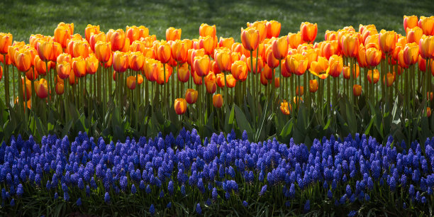 橙色的郁金香花在花园里素材图片