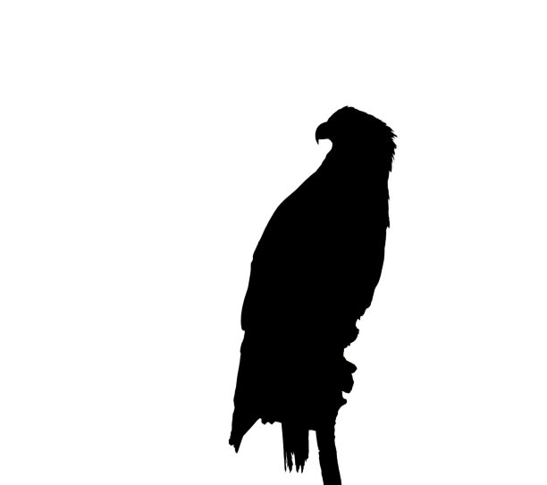 年轻的战士图片下载