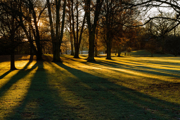 早晨的阳光在公园图片下载