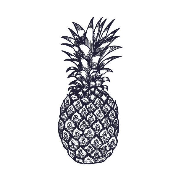 白色背景上手绘菠萝水果雕刻草图矢量素材图片下载