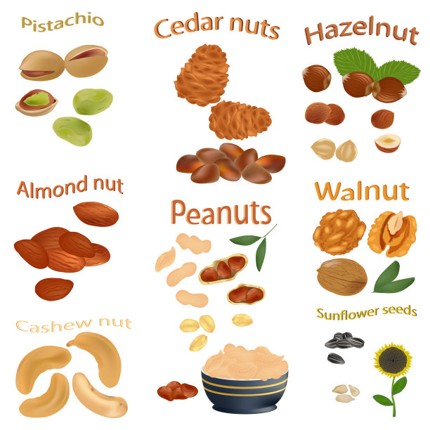 一组坚果孤立的白色背景。花生，腰果，榛子，核桃，葵花籽，杏仁，开心果，雪松仁。向量。图片下载