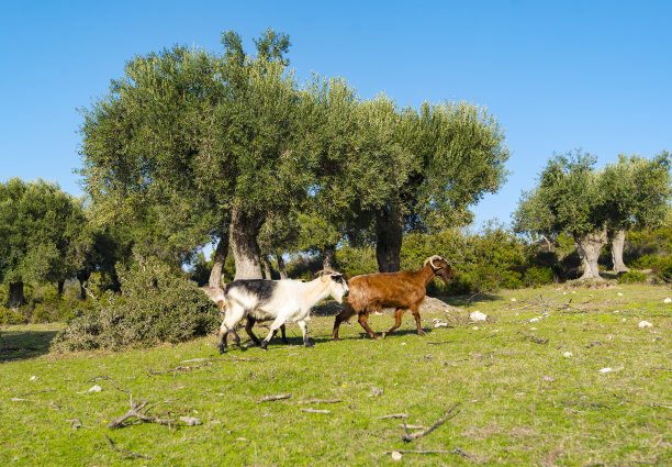 希腊野生橄榄树中的山羊图片下载