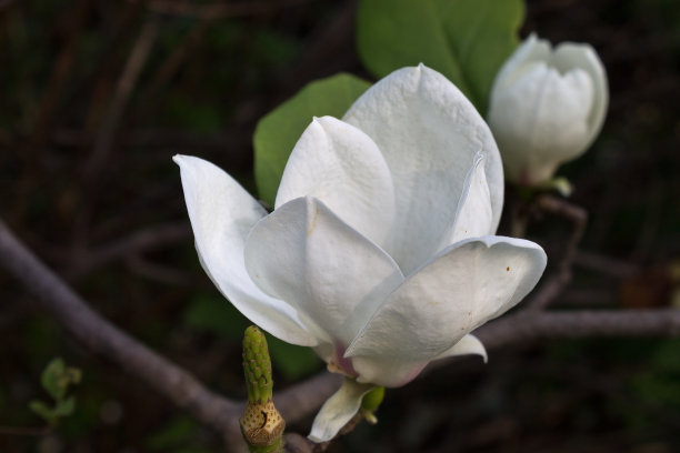 木兰花朵特写镜头图片下载
