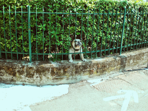 栅栏后花园里的牛头犬(意大利，欧洲)图片下载