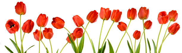 白色背景上的郁金香花的图像特写图片下载