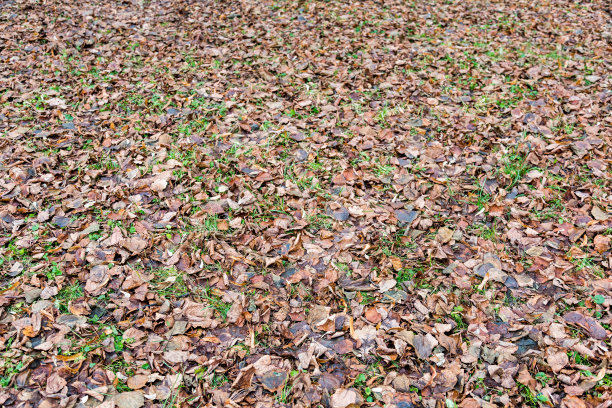 棕色的秋叶图片下载