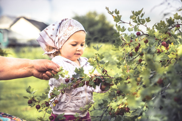 美丽勤劳的小女孩在农村帮助采摘浆果图片下载